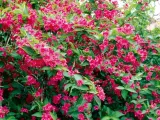 krzewuszka-cudowna-bristol-ruby-c3-stan-nowy