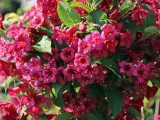 krzewuszka-cudowna-bristol-ruby-c3-producent-szkolka-roslin-ozdobnych-a-r-koblanscy