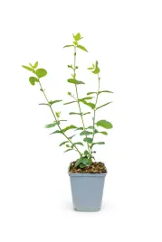 snieguliczka-doorenbosa-white-hedge-p9-c1