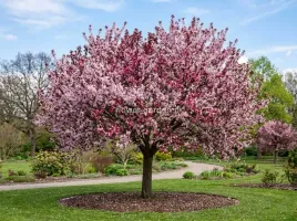 sliwa-wisniowa-pissardii-na-pniu-130-150cm-c7