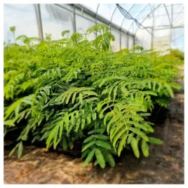 albicja-jedwabista-albizia-julibrissin-miododajne-sadzonki-2030-cm-ro