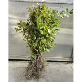 grab-pospolity-carpinus-betulus-80120-cm-mocne-sadzonki-na-zywoplot-gol