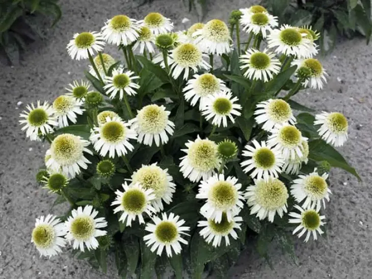 jezowka-delicious-nougat-c2-nazwa-lacinska-echinacea-purpurea