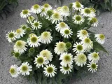 jezowka-delicious-nougat-c2-nazwa-lacinska-echinacea-purpurea