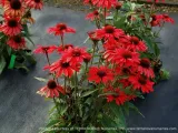 jezowka-prima-ruby-c2-nazwa-lacinska-echinacea-purpurea