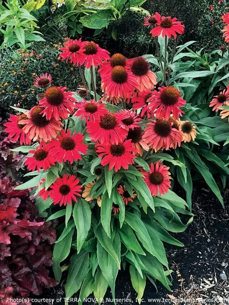 jezowka-prima-ruby-c2-rodzaj-rosliny-inny-nazwa-lacinska-echinacea-purpurea