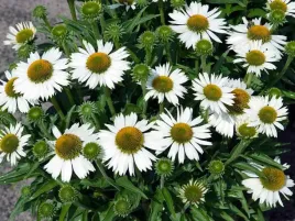 jezowka-meditation-white-c2