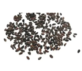 facelia-blekitna-odmiana-stala-500g-na-poplon-wysiew-marzec-kwiecien-miod