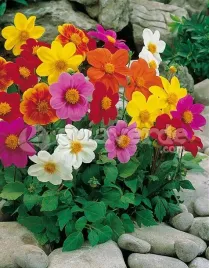 dalia-pomponowa-mieszanka-kolorow-dalie-pomponowe-kolorowe-piekne-kwiaty