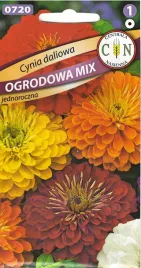 cynia-daliowa-mix-kolorow-mieszanka-cynii-daliowych-cynie-daliowe-kwiaty