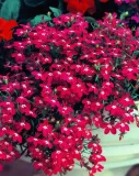 toraf-lobelia-czerwona-01g
