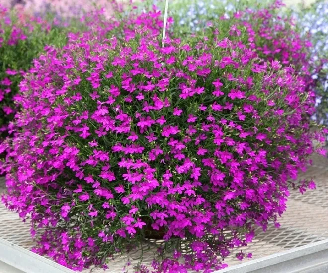 toraf-lobelia-czerwona-01g-styl-ogrod-japonski-ogrod-nowoczesny-ogrod-skalny-ogrod-srodziemnomorski-ogrod-wiejski