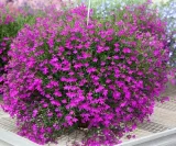 toraf-lobelia-czerwona-01g-styl-ogrod-japonski-ogrod-nowoczesny-ogrod-skalny-ogrod-srodziemnomorski-ogrod-wiejski