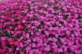 toraf-lobelia-czerwona-01g-cykl-rozwojowy-rosliny-jednoroczna