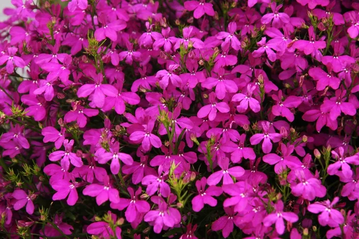 toraf-lobelia-czerwona-01g-marka-toraf