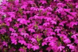 toraf-lobelia-czerwona-01g-marka-toraf