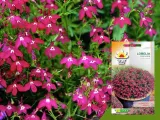 toraf-lobelia-czerwona-01g-cechy-charakterystyczne-lubiace-cien-lubiace-slonce-oczyszczajace-powietrze-proste-w-pielegnacji-przyjazne-dla-zwierzat-rzadko-spotykane