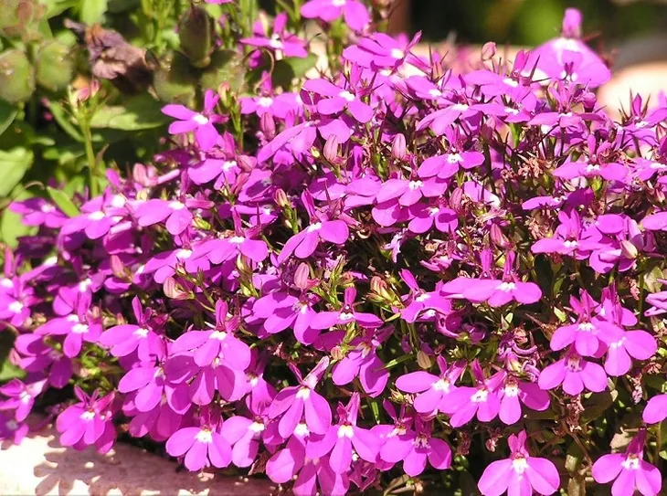 toraf-lobelia-czerwona-01g-nazwa-lacinska-lobelia-erinus