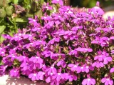 toraf-lobelia-czerwona-01g-nazwa-lacinska-lobelia-erinus