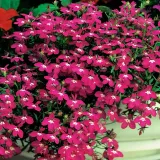 toraf-lobelia-czerwona-01g-waga-0-1-g