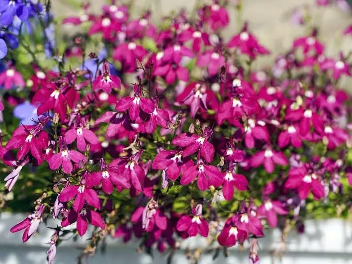 toraf-lobelia-czerwona-01g-rodzaj-rosliny-lobelie-styl-ogrod-japonski-ogrod-nowoczesny-ogrod-skalny-ogrod-srodziemnomorski-ogrod-wiejski