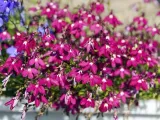 toraf-lobelia-czerwona-01g-rodzaj-rosliny-lobelie-styl-ogrod-japonski-ogrod-nowoczesny-ogrod-skalny-ogrod-srodziemnomorski-ogrod-wiejski