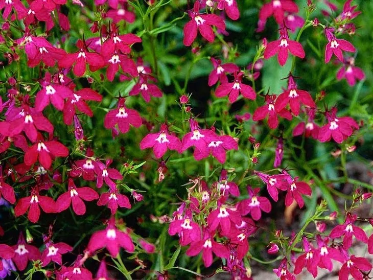 toraf-lobelia-czerwona-01g-rodzaj-rosliny-lobelie-cykl-rozwojowy-rosliny-jednoroczna