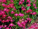 toraf-lobelia-czerwona-01g-rodzaj-rosliny-lobelie-cykl-rozwojowy-rosliny-jednoroczna