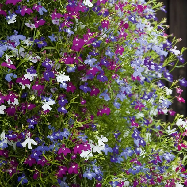 toraf-lobelia-czerwona-01g-rodzaj-rosliny-lobelie-odmiana-czerwona