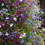 toraf-lobelia-czerwona-01g-rodzaj-rosliny-lobelie-odmiana-czerwona