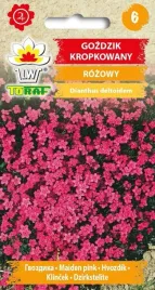 toraf-gozdzik-kropkowany-03g