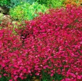 toraf-gozdzik-kropkowany-03g-nazwa-lacinska-dianthus-deltoides