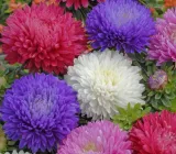 toraf-aster-peoniowy-mix-1g-rodzaj-rosliny-astry