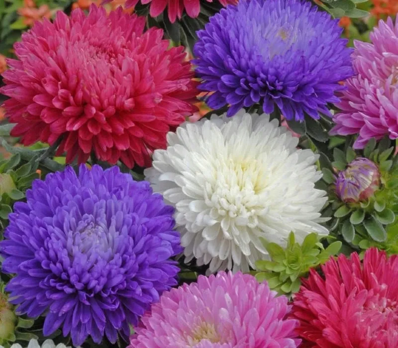 toraf-aster-peoniowy-mix-1g