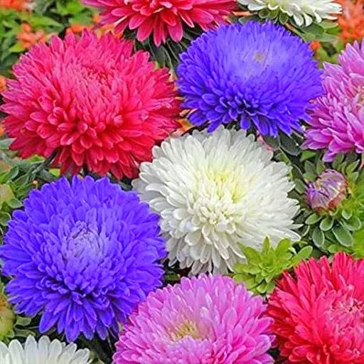 toraf-aster-peoniowy-mix-1g-cykl-rozwojowy-rosliny-jednoroczna