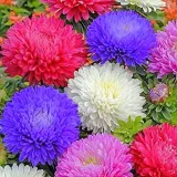 toraf-aster-peoniowy-mix-1g-cykl-rozwojowy-rosliny-jednoroczna