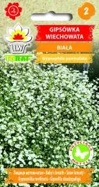 toraf-gipsowka-wiechowata-biala-05g