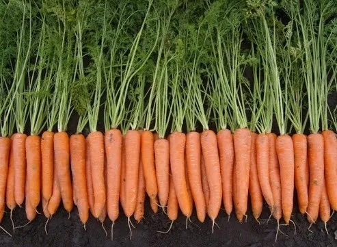 toraf-marchew-flakkese2-100g-cechy-charakterystyczne-lubiace-cien-lubiace-slonce-oczyszczajace-powietrze-proste-w-pielegnacji-przyjazne-dla-zwierzat-rzadko-spotykane