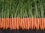 toraf-marchew-flakkese2-100g-cechy-charakterystyczne-lubiace-cien-lubiace-slonce-oczyszczajace-powietrze-proste-w-pielegnacji-przyjazne-dla-zwierzat-rzadko-spotykane