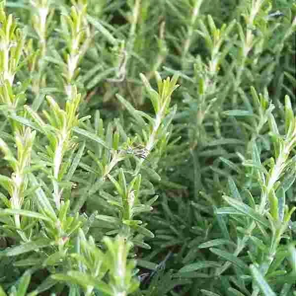 toraf-rozmaryn-01g-cykl-rozwojowy-rosliny-wieloletnia