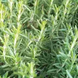 toraf-rozmaryn-01g-cykl-rozwojowy-rosliny-wieloletnia