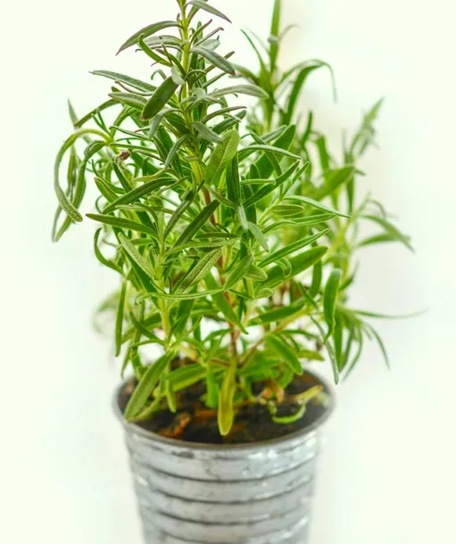 toraf-rozmaryn-01g-kod-producenta-t2481