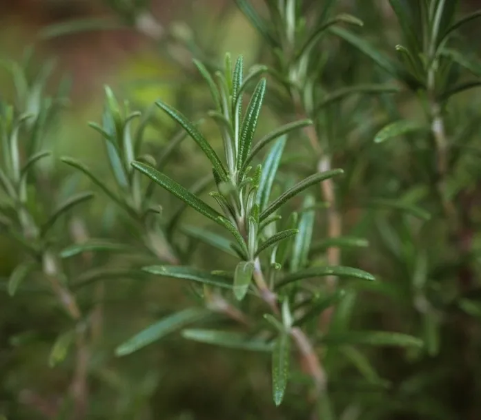 toraf-rozmaryn-01g-nazwa-lacinska-rosmarinus-officinalis