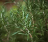toraf-rozmaryn-01g-nazwa-lacinska-rosmarinus-officinalis