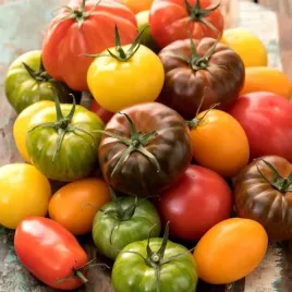 pomidor-mix-odmian-nasiona-do-gruntu-swieze-nasiona-warzywa-ogrodowe