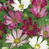 toraf-onetek-sea-shell-mix-05g-nazwa-lacinska-cosmos-bipinnatus