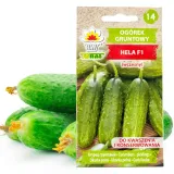 toraf-ogorek-hela-5g-rodzaj-rosliny-ogorek