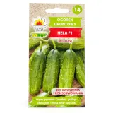 toraf-ogorek-hela-5g-cykl-rozwojowy-rosliny-jednoroczna