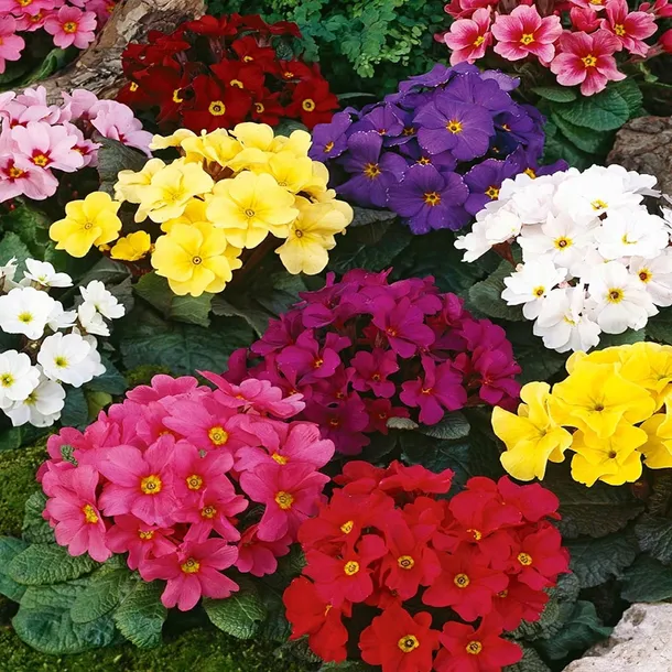 toraf-pierowiosnek-mix-01g-rodzaj-rosliny-inny