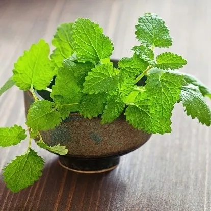 toraf-melisa-lekarska-05g-cykl-rozwojowy-rosliny-wieloletnia